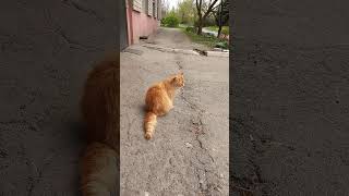 Cute Fluffy Ginger Cat