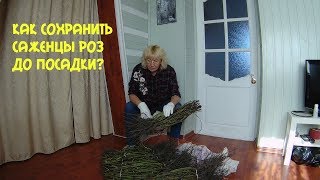 Как сохранить саженцы роз зимой!