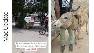 Abandoned and Injured: Donkey with a Broken Leg Left to Survive Alone