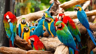 Mesmerizing Parrot Symphony: Captivating Sounds and Stunning Pictures / Parrot sounds.