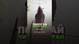 📹 Попугай читает Коран | Сура «Ихляс» →👤 #islam #istina #Quran #napominanie #Iman #Allah  #ABU_DAVUD