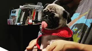 “Rhonda” La baterista Pug tocando Antídoto Perfecto