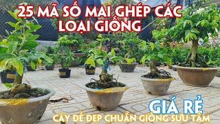 15/04.(Đã hết)  Siêu Bông Bình Lợi, Sài Gòn, Cúc Thọ Hương Đọt Đỏ.. Trang 0359910781