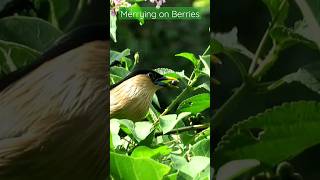 Brahminy starling feeding on berries| #indianwildlife #indianbirds #nature #bird #feeding #wildlife