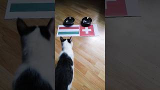 Hungary vs. Switzerland Cat Oracle predicts match result. UEFA Euro 2024