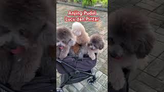 Anjing Pudel Lucu dan Pintar #pudel #puddle #doglover #anjinglucu #anjingterlatih #puddles