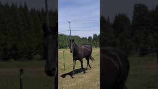 Horse Trotting On The Track