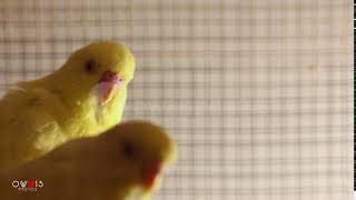 The Budgerigar