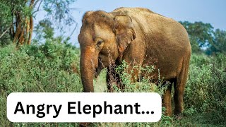 Angry Elephant at Yala National Park - Sri Lanka #yalanationalpark #srilanka #elephant