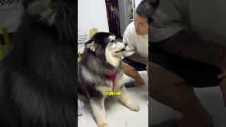 减肥期间不让乱吃东西，直接可怜兮兮坐那求投喂 #pets #阿拉斯加 #husky #宠物生活