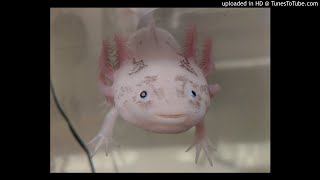 Sushi (A love song for a special axolotl named Sushi)