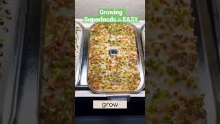 meet ingarden. sustainable solution to eat fresh microgreens. #shorts #howto #ingarden #microgreens