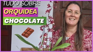 ORQUÍDEAS: Dicas para cultivar ONCIDIUM SHARRY BABY e ter sucesso | Orquídea chocolate