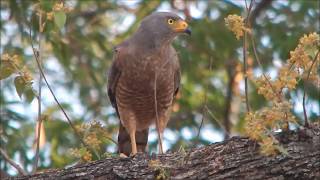 Gavilán Chapulinero | Roadside Hawk | Buteo magnirostris