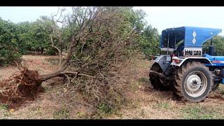 చీని చెట్లకు నీళ్లు బంద్ చేసాం ఈ గ్యాప్ లో తోట cleaning #garden #battai #plants