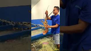 KEPITING, LOBSTER, SEAFOOD TERBESAR YG PERNAH GW MAKAN 🤯🤯 DAN MAKAN MENTAH AJA ENAK❗❗ Kalian