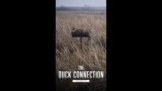 The Duck Connection | Talking with Nicolas Peterson #Shorts