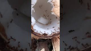 Ant in coconut