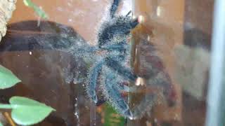 MY BABY CURLY HAIR TARANTULA IS MOLTING (Commander)!! LIVE TARANTULA STREAM