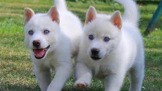 white siberian husky puppy for sale in india|all india delivery possible|heavy bone siberian husky||