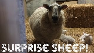 SURPRISE SHEEP: Lambing and Chicken Surgery - Farm Friday #2