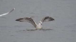 Yellow-legged Gull