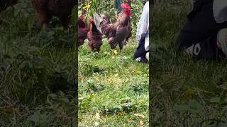 Roster reporting for duty, turkey clearing the field. #animales #funny #funnyvideos #funnyshorts