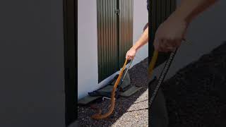 Africa's most venomous Cobra, the Cape Cobra being removed from someone's property