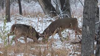 White-tailed Deer Fight