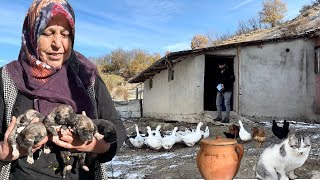 МЫ НАШЛИ НАШУ СОБАКУ, КОТОРАЯ НЕ ВОЗВРАЩАЛАСЬ ДОМОЙ В ТЕЧЕНИЕ 4 ДНЕЙ, НА ГОРЕ СО СВОИМИ ЩЕНКАМИ /