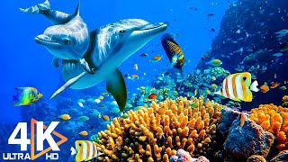 THE DEEP OCEAN | 4K TV ULTRA HD / Full Documentary - Beautiful Coral Reef Fish Video - Stress Relief