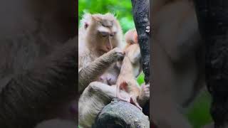 Ep149. Cute Monkey Goes Bananas in Adorable Viral Video!