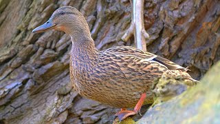 Last of the Mallard Duck Hen Quacking, or maby Chattering, in the Tree Year 2 [4K]