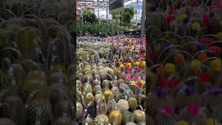 Cactus and Succulents at Home Depot #succulentslover #plantmoma #plantita