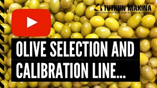 Olive selection and calibration line / Zeytin seçme ve eleme hattı / Oliva Línea de clasificado