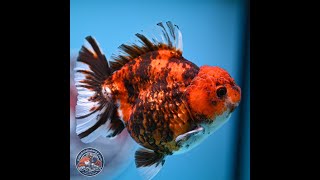 Tricolor Tiger YuanBao Oranda 3.5-4 inches (240920_OR09)