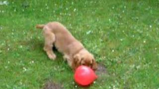 Paddy & The Balloon