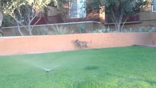 Hades playing in sprinklers at Lofts at Rio Salado