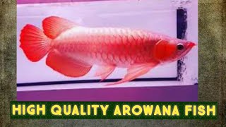 Arowana fish|red chilli arowana fish|high quality arowana fish|