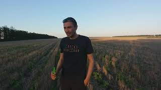 Гелиантекс на поле  No-Till