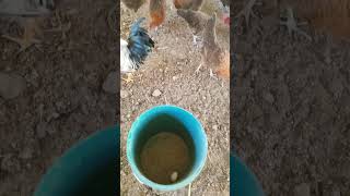 Desi Sonali Murgi Farming #sonalimurgipalan #desipoultryfarming #poultryfarming