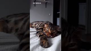 Как Джиган.Бенгальский котик #shorts #wildcat #бенгальскийкот #cat #tiktok