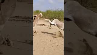 Donkey Amazing #ytshortsvideo #donkey #animals #funnyanimal