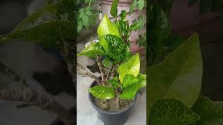 mansoon mein cutting se taiyar karoon plant18 August 2024#pfg #gardening #houseplants#garden #plants