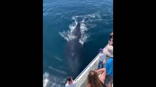 Massive Blue whale😱 #shorts #animals #bluewhale #shortvideo