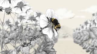 TEASER of Life 4 Pollinators project