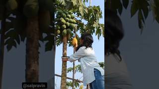 लईच भारी 😋🌿#marathivlog #fruit #konkanvlog#sawantwadi #villagelife #travelvlog #kokan#farm