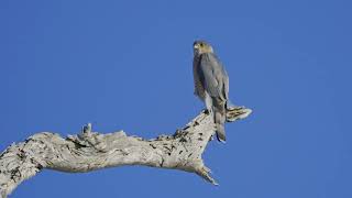 Cooper Hawk waiting to hunt