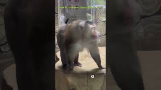 What If A Monkey Says Hello To You?#shorts #trending #life #sharing #funny #monkey