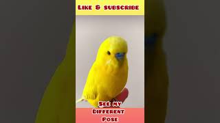 Budgie different poses #birds #parrot #parakeet #shorts